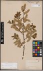 Foto von Salix aurita L. x Salix caprea L.